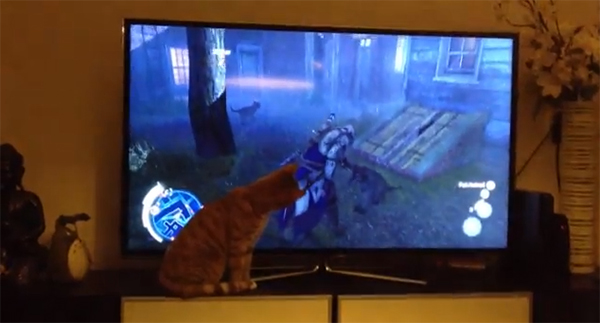 Assassin's Creed III cat