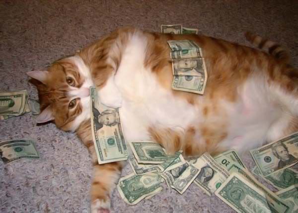 Cat_rolling_in_money