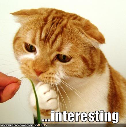 Funny-pictures-interesting-cat